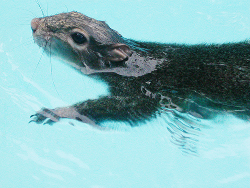 squirrel_flood_swimming