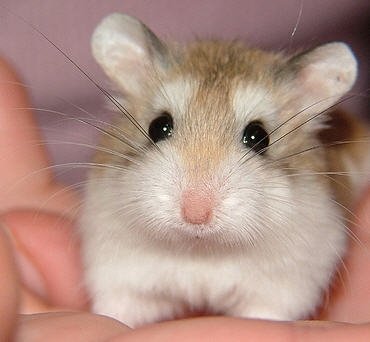 draft_lens5168292module55320712photo_1251935163baby_robo_dwarf_hamster_3_weeks_old